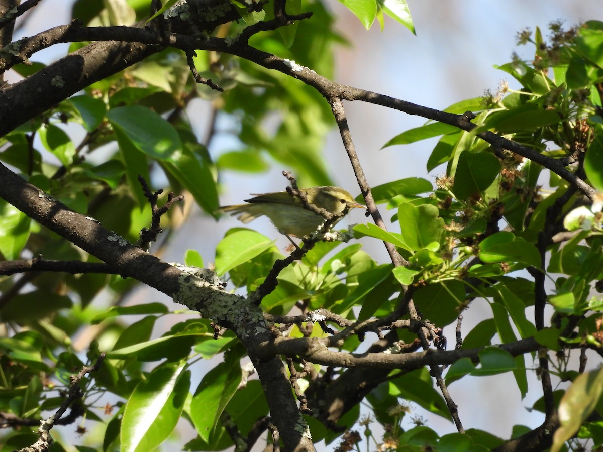 Davison's Leaf Warbler - Xiongfei Pu