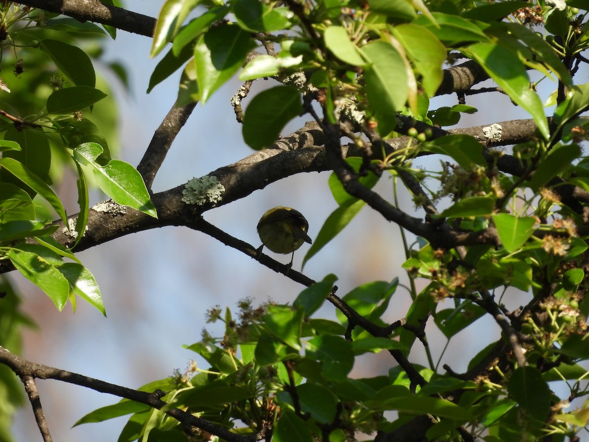 Davison's Leaf Warbler - Xiongfei Pu