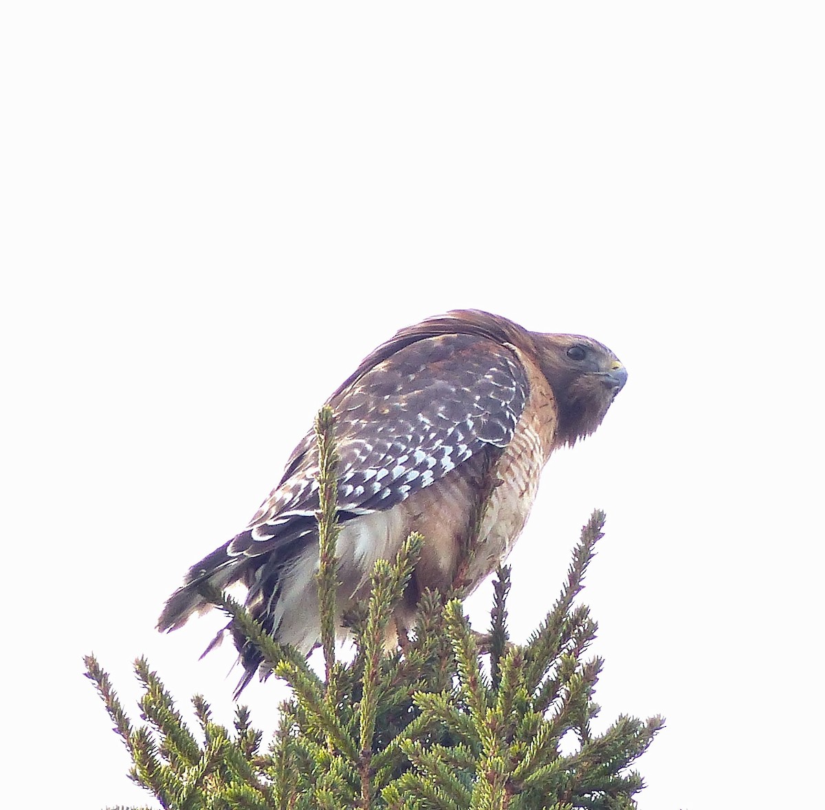 Red-shouldered Hawk - ML616628667