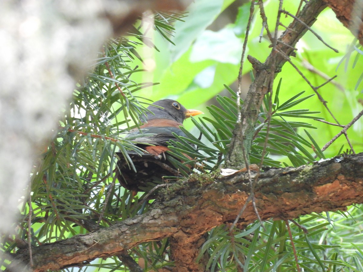 Chestnut Thrush - ML616628703