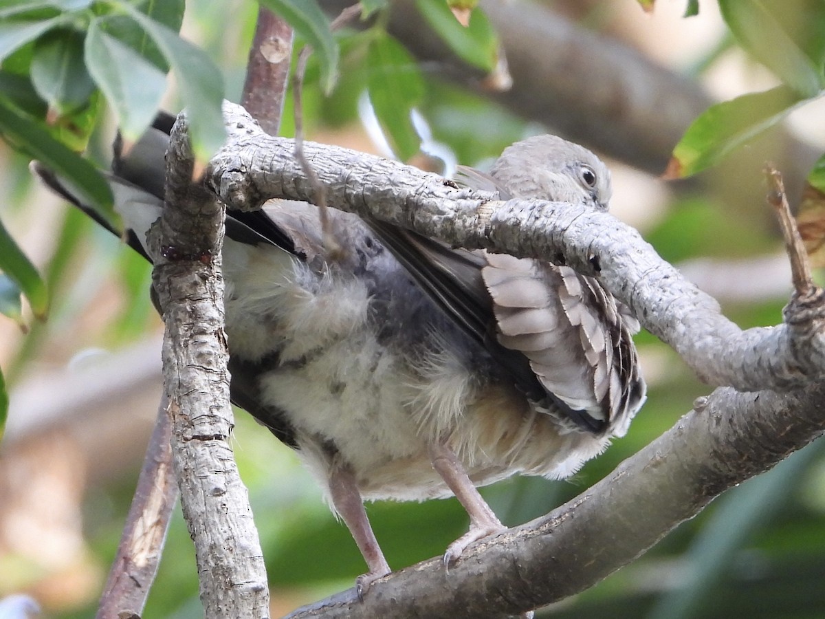 Spotted Dove - ML616628704