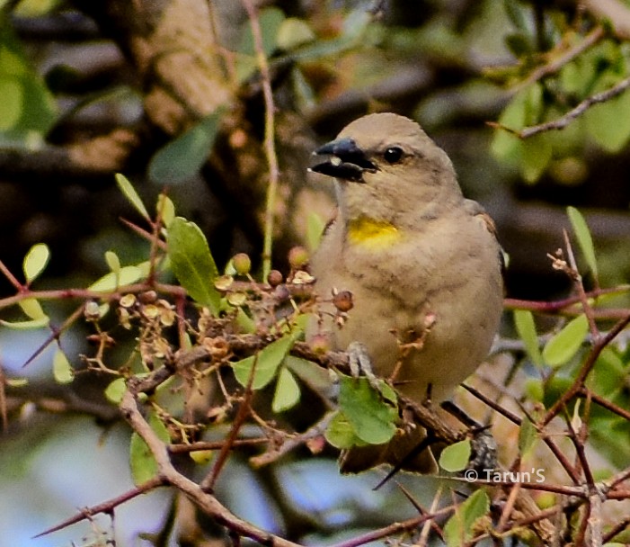 Yellow-throated Sparrow - ML616628713