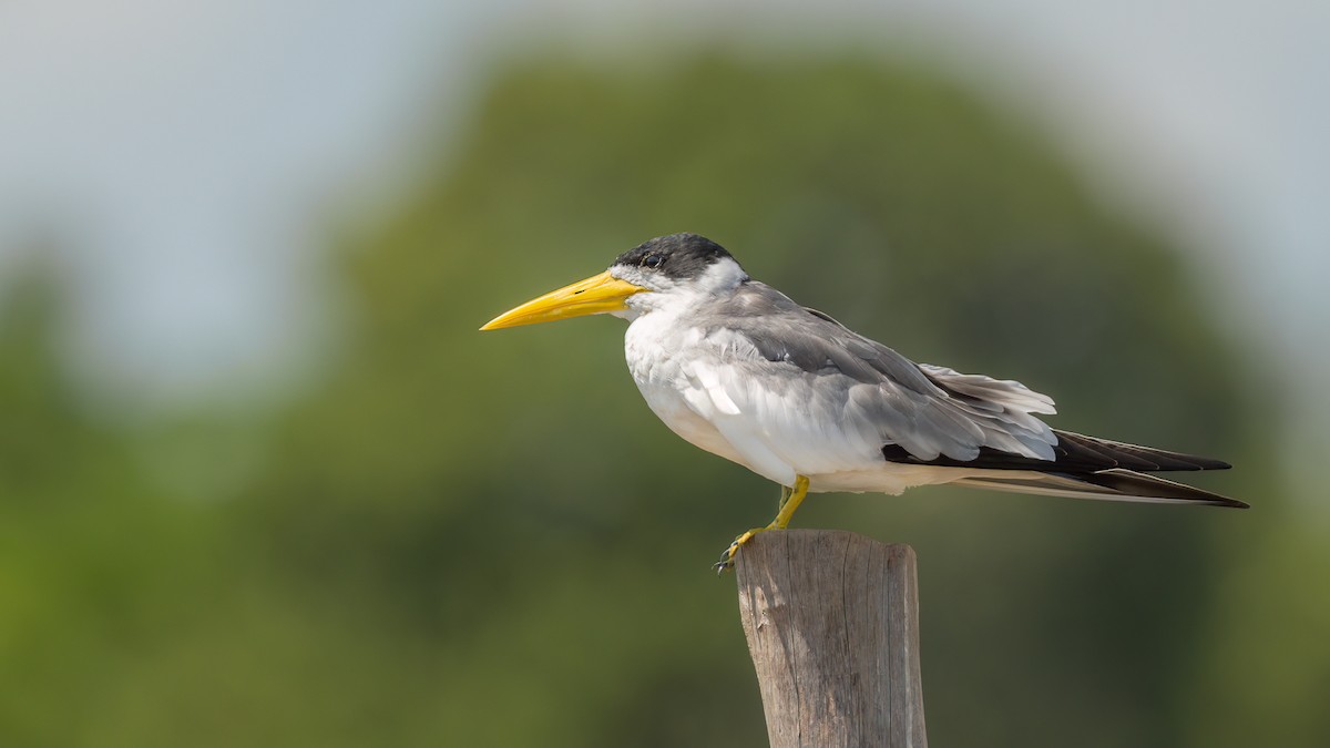 Large-billed Tern - Jorge Claudio Schlemmer