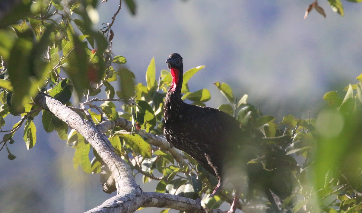 Crested Guan - Lucas Corneliussen