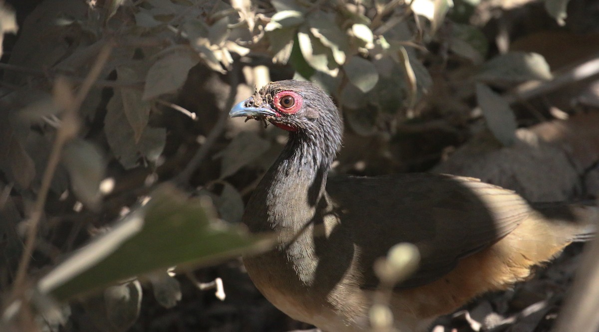 Chachalaca Pechigrís - ML616628750