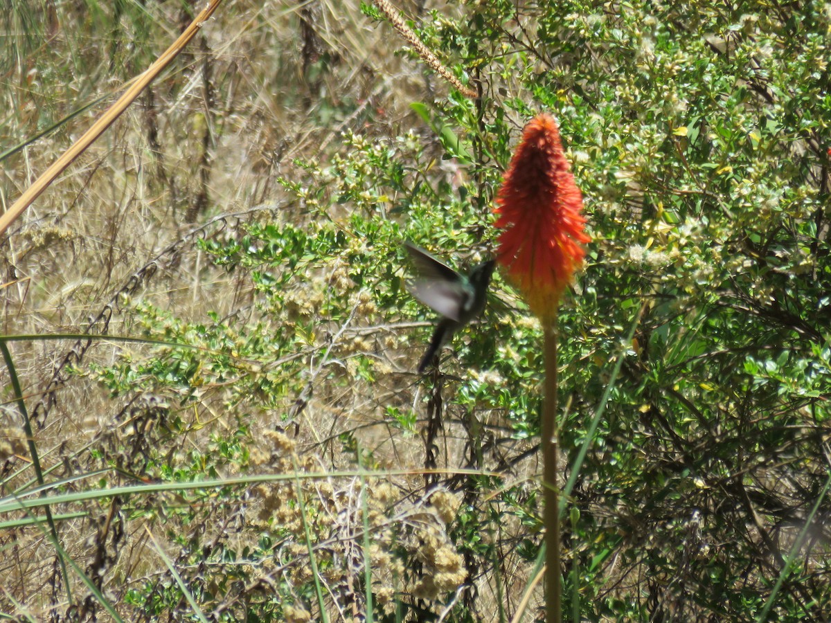 kolibřík blankytohrdlý - ML616628774