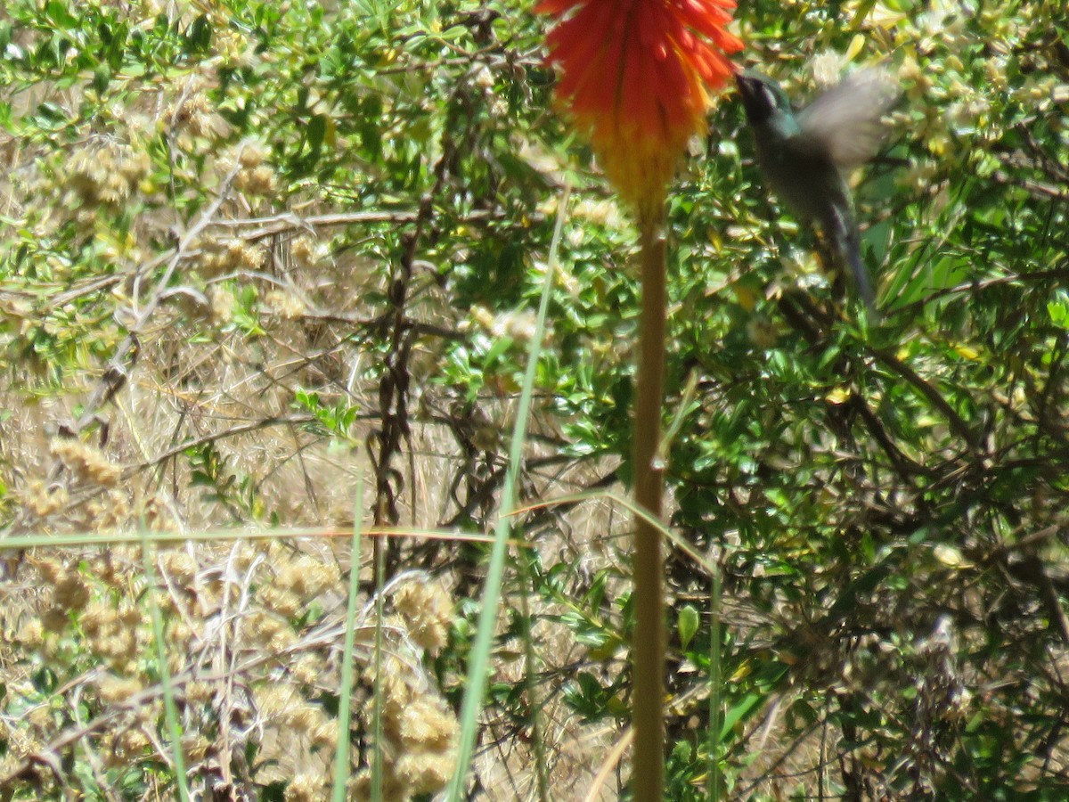 kolibřík blankytohrdlý - ML616628775