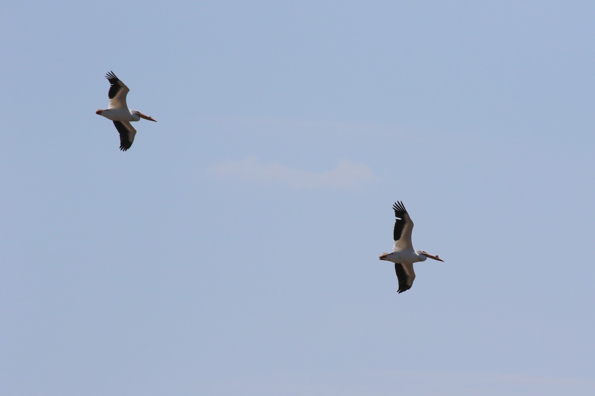 American White Pelican - ML616628776