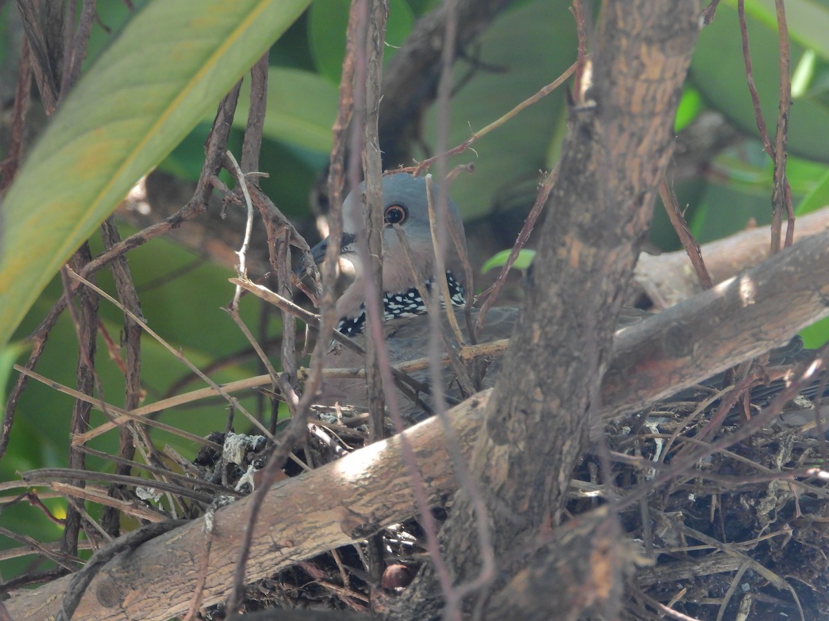 珠頸斑鳩 - ML616628779