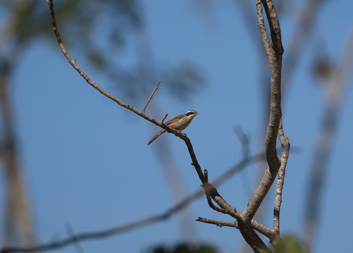 Stripe-headed Sparrow - Lucas Corneliussen