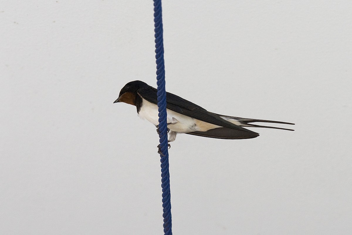 Barn Swallow - ML616628784