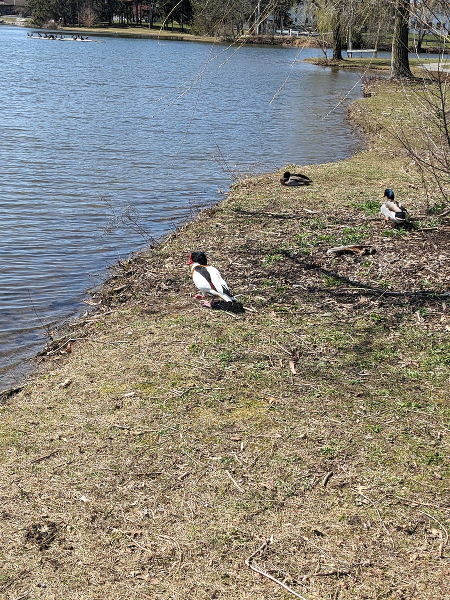 Common Shelduck - ML616628795