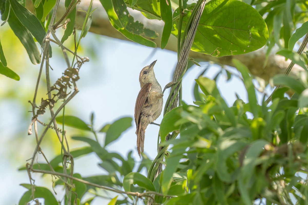 Parker's Spinetail - Jorge Claudio Schlemmer