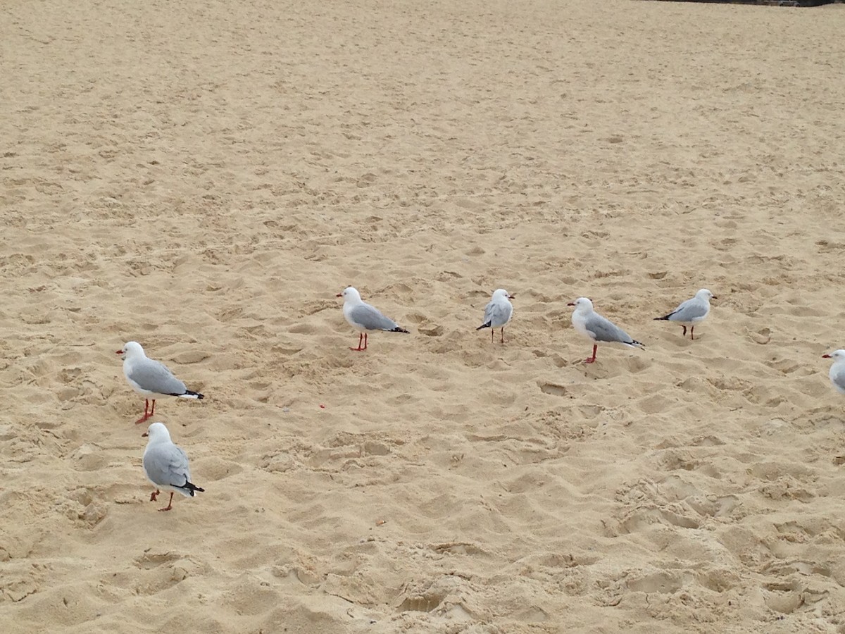 Silver Gull (Silver) - ML616628835