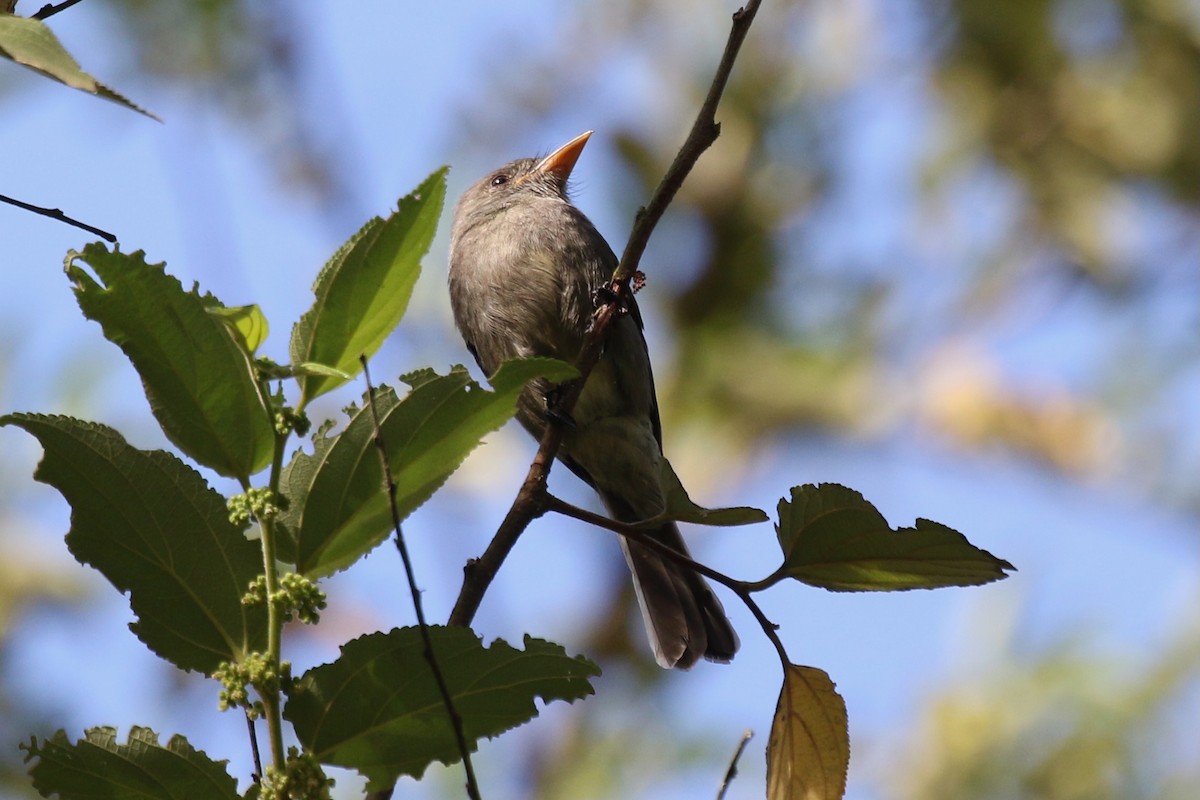 Dark Pewee - Yury Shashenko