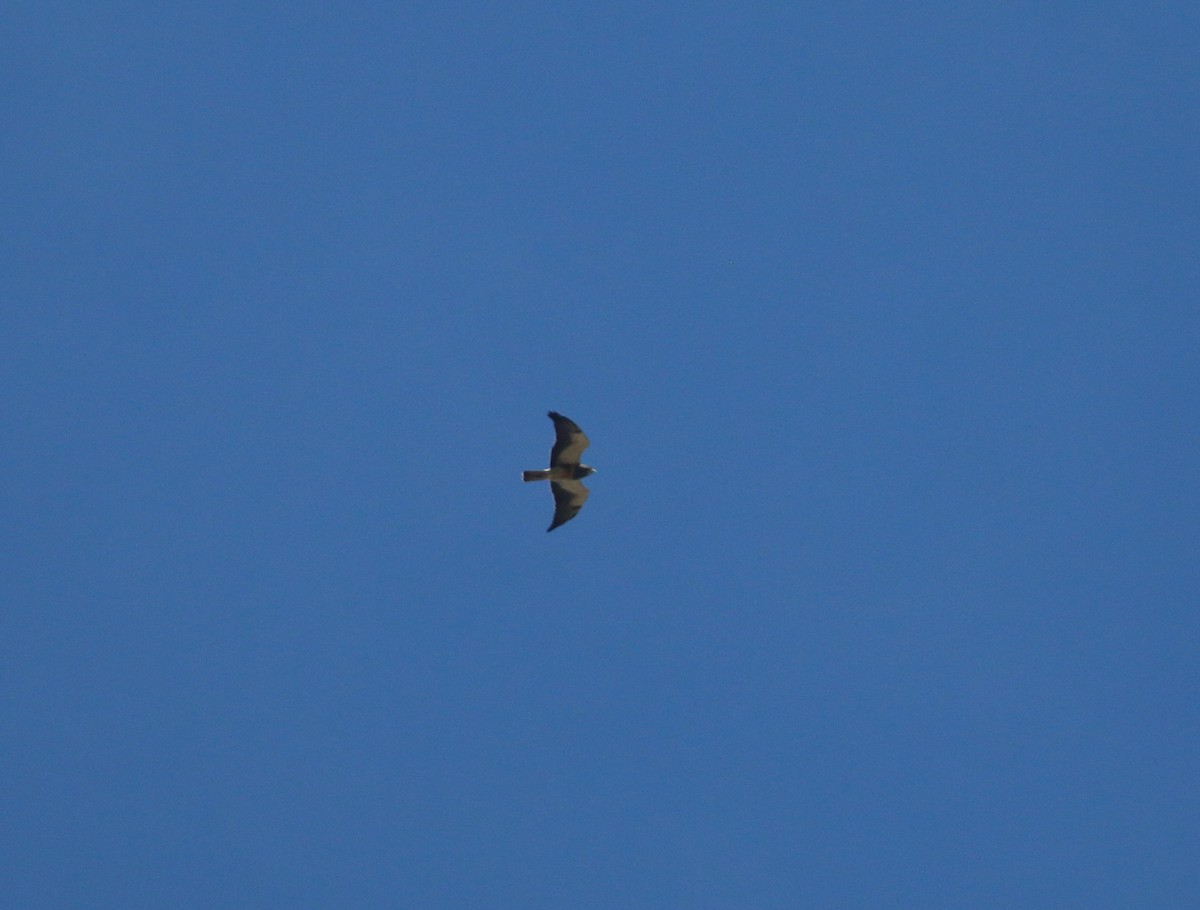 Swainson's Hawk - Lucas Corneliussen