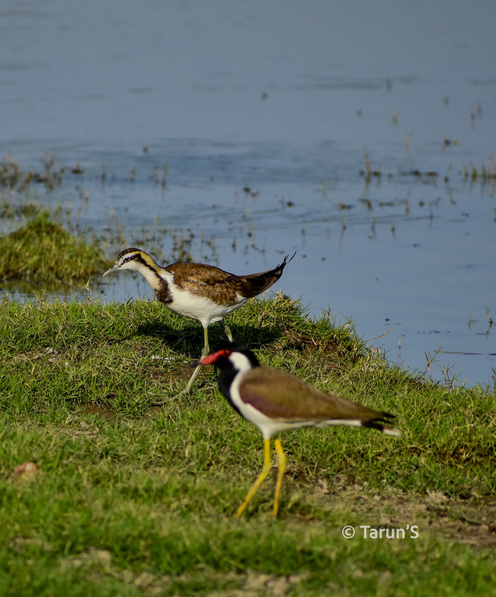 Red-wattled Lapwing - Tarun Sutaria