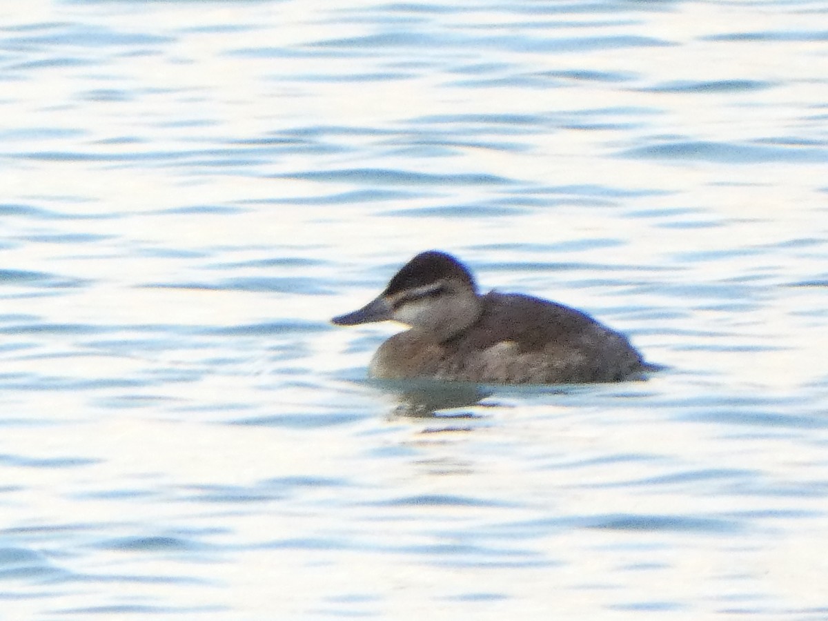 Ruddy Duck - ML616628903