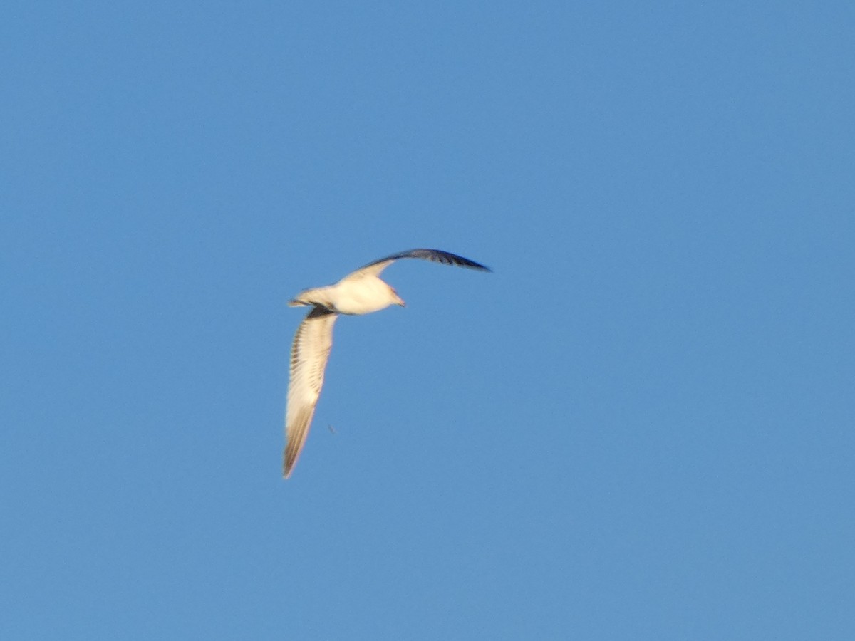 Ring-billed Gull - ML616628908