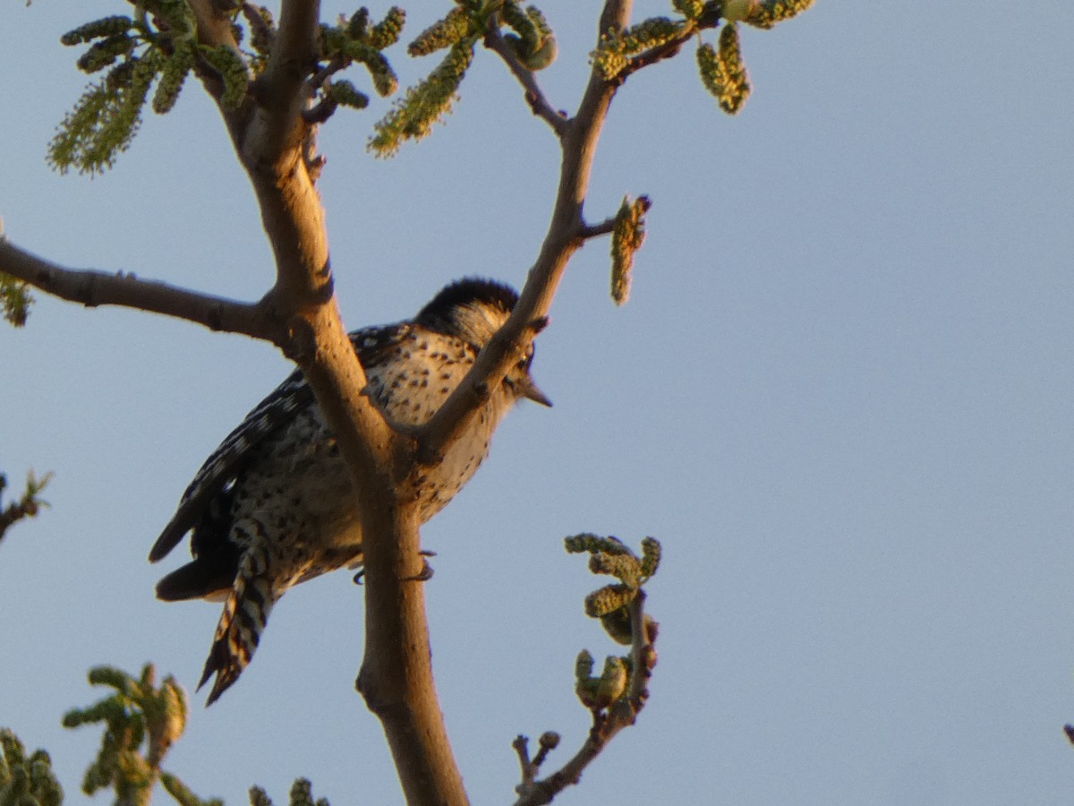 Ladder-backed Woodpecker - ML616628916