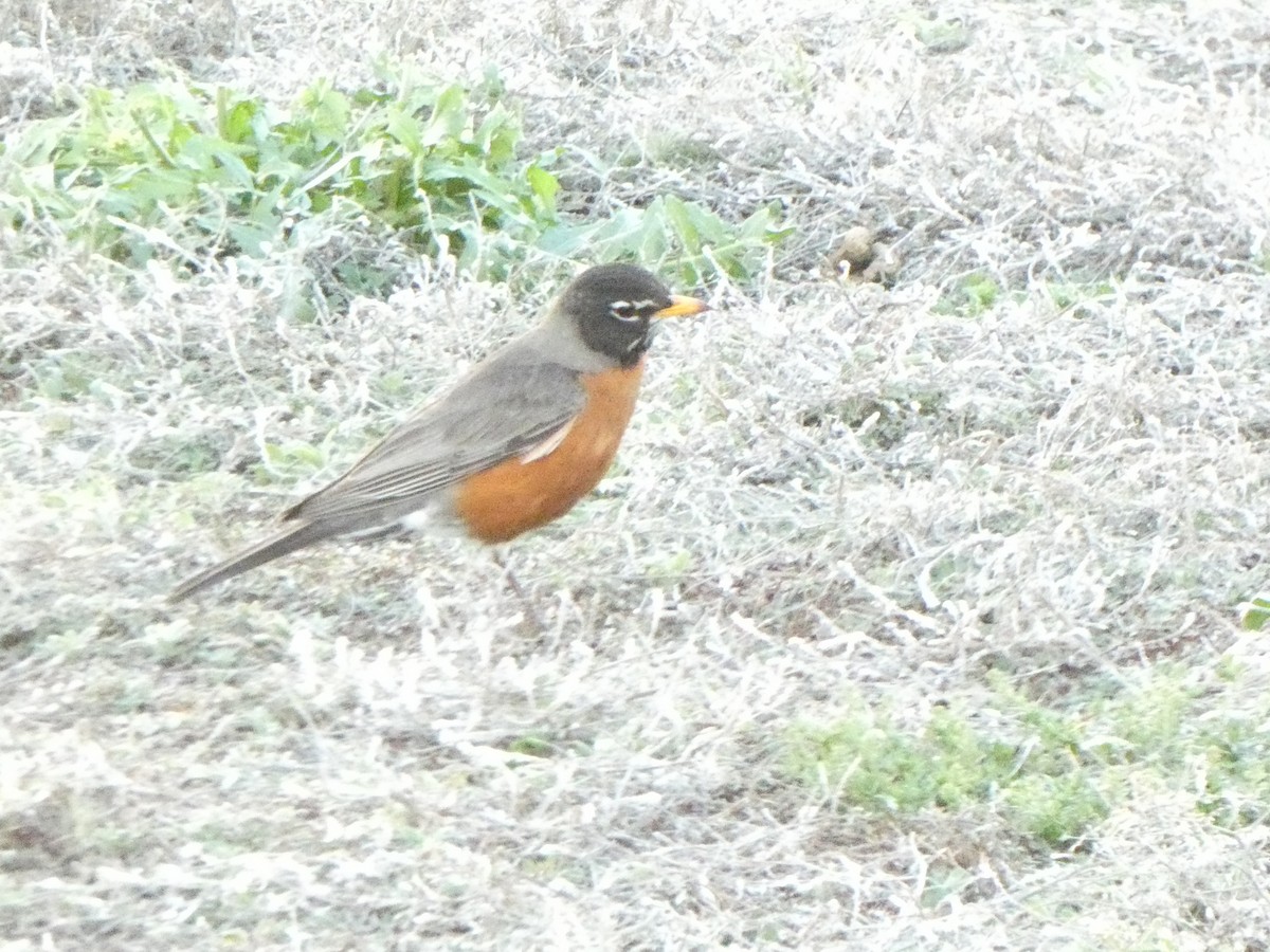 American Robin - ML616628923