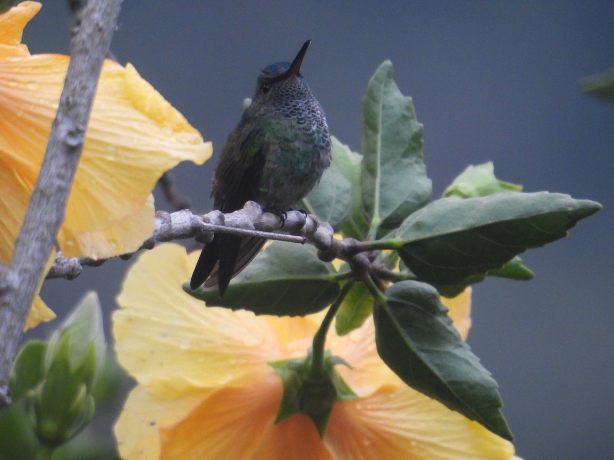 Indigo-capped Hummingbird - ML616628938