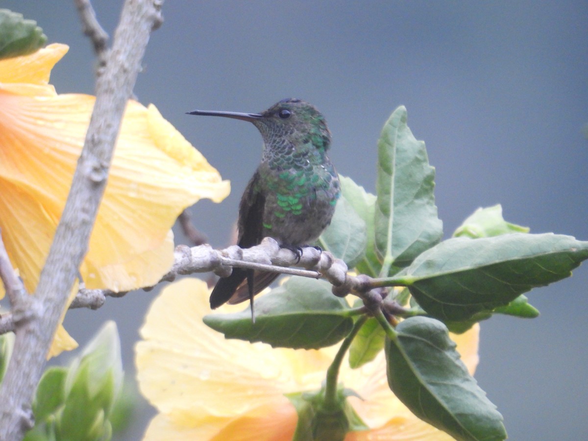 Indigo-capped Hummingbird - ML616628940