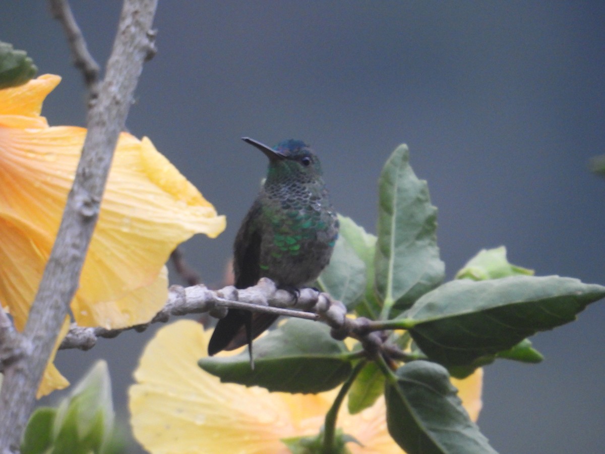 Indigo-capped Hummingbird - ML616628941