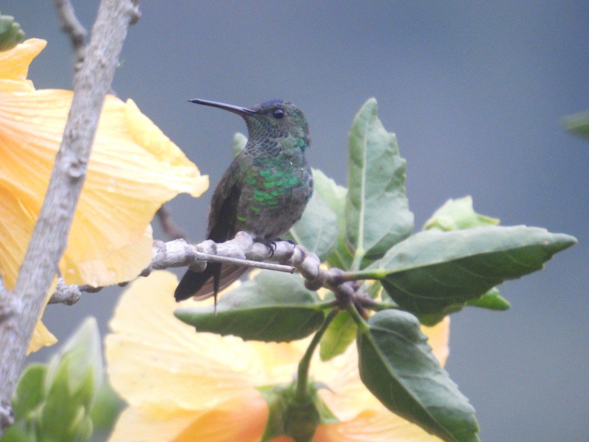 Indigo-capped Hummingbird - ML616628942