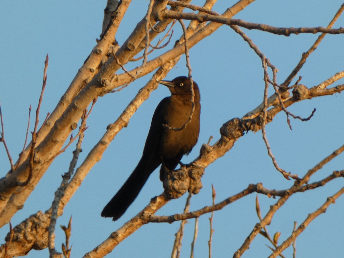 Great-tailed Grackle - ML616628947