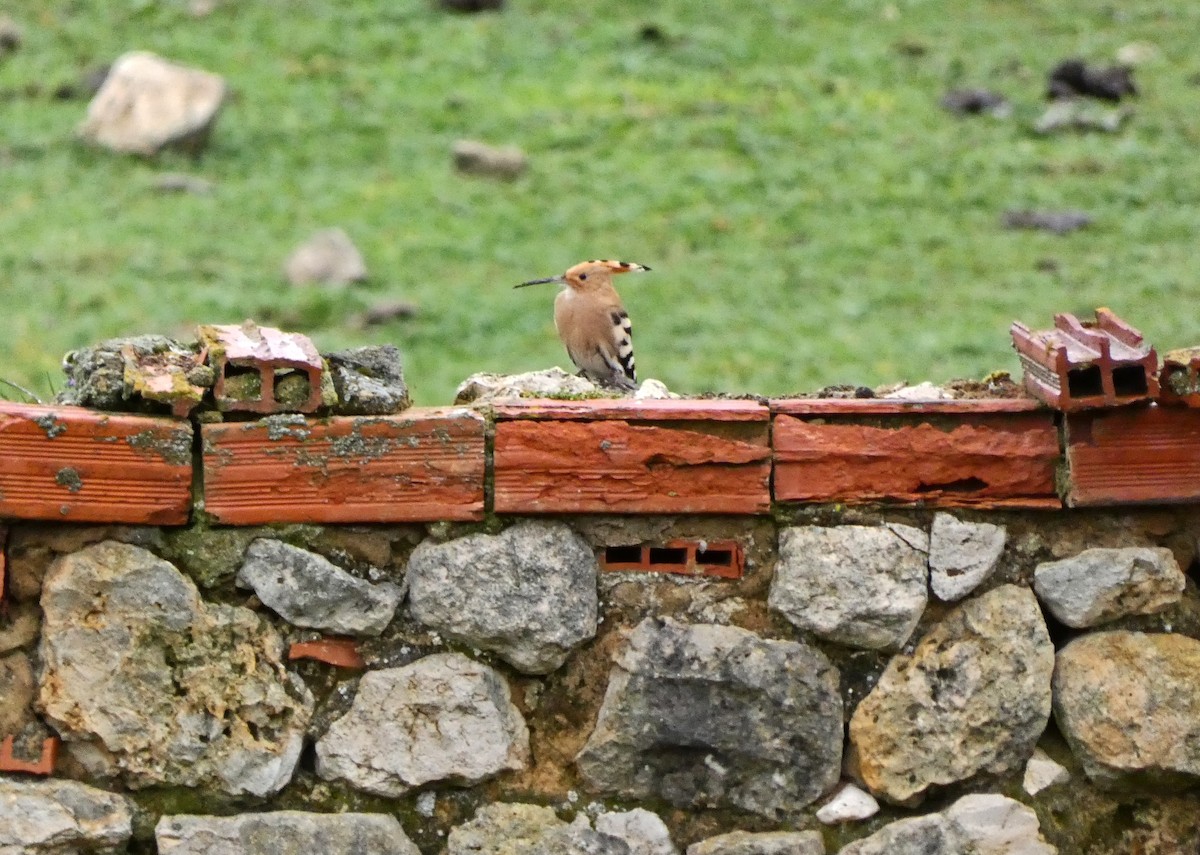 Eurasian Hoopoe - ML616628952