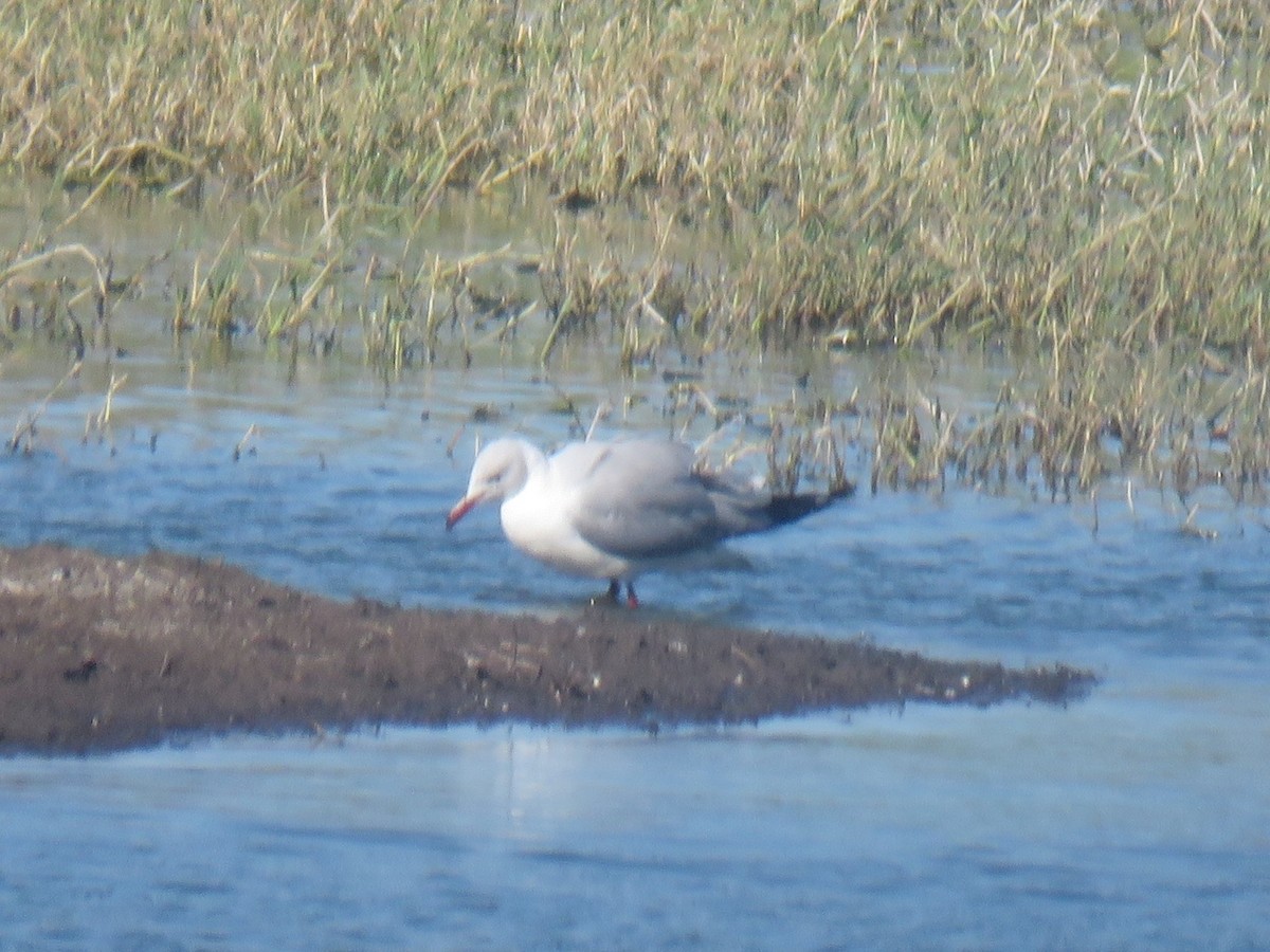 Gray-hooded Gull - ML616628956