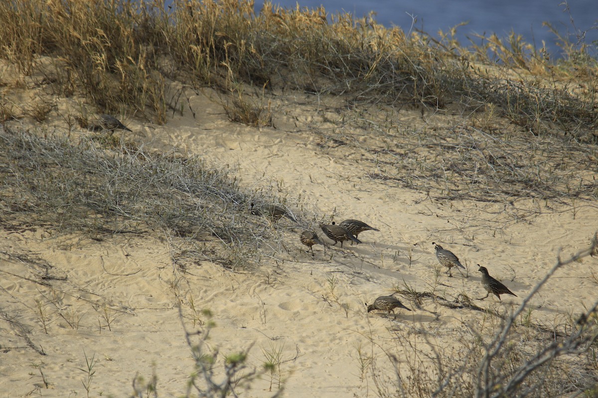 California Quail - ML616628977