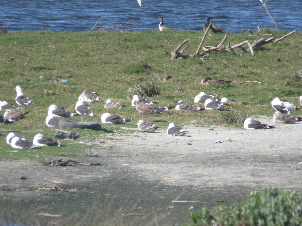 Gaviota Cocinera (vetula) - ML616629002