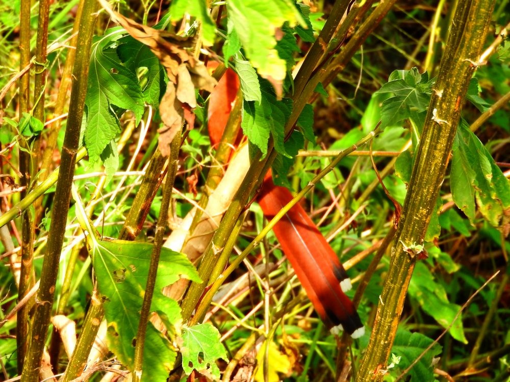 Squirrel Cuckoo - ML616629111