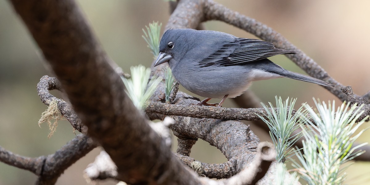 Tenerife Blue Chaffinch - ML616629176