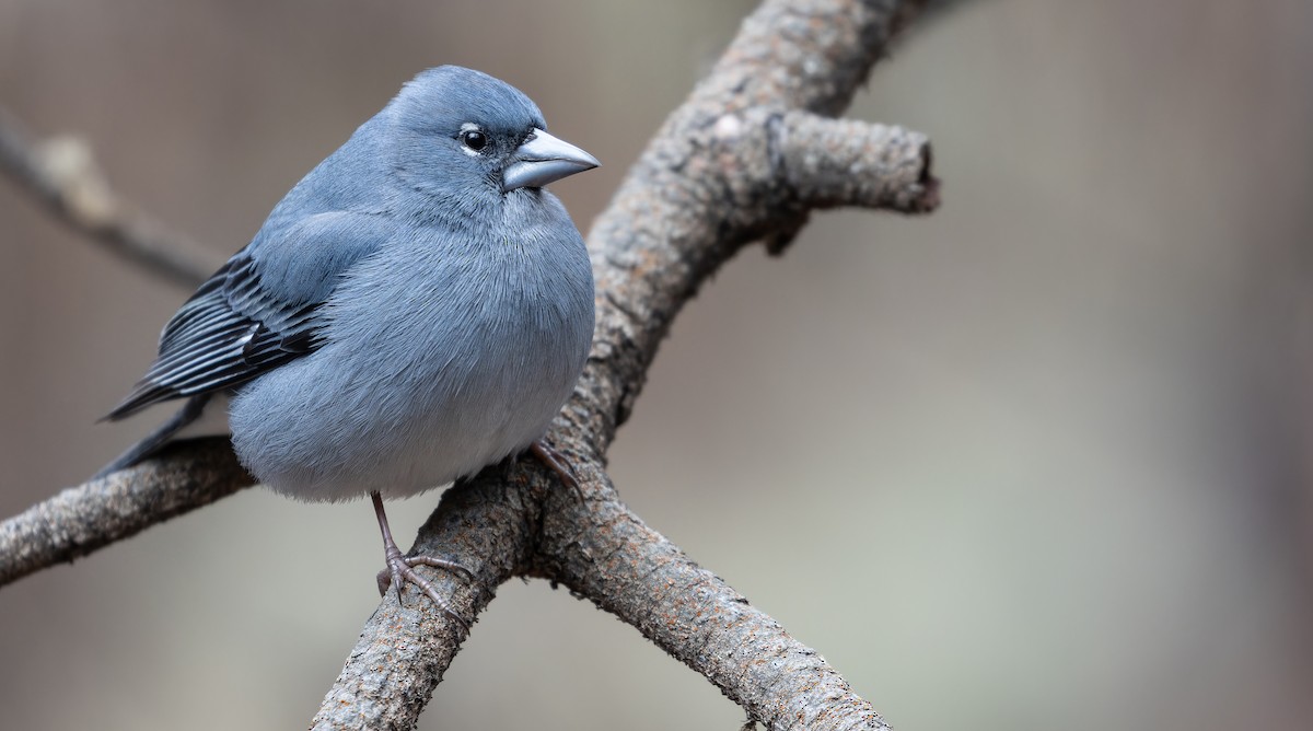Tenerife Blue Chaffinch - ML616629188
