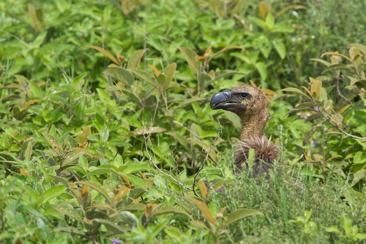 White-backed Vulture - ML616629194