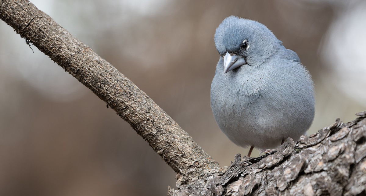 Tenerife Blue Chaffinch - ML616629254