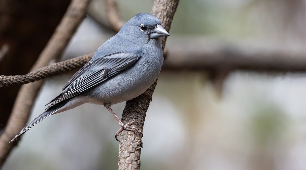 Tenerife Blue Chaffinch - ML616629269