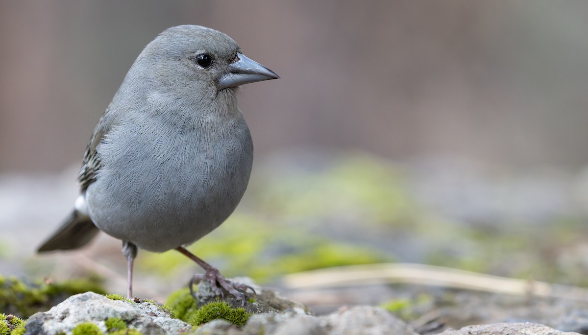 Tenerife Blue Chaffinch - ML616629290