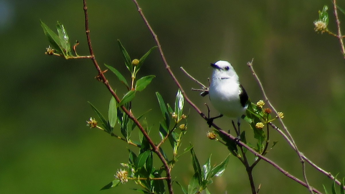 Black-backed Water-Tyrant - ML616629293