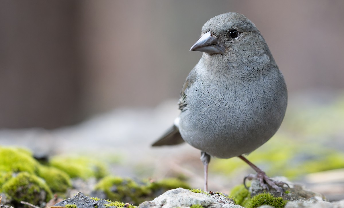 Tenerife Blue Chaffinch - ML616629295