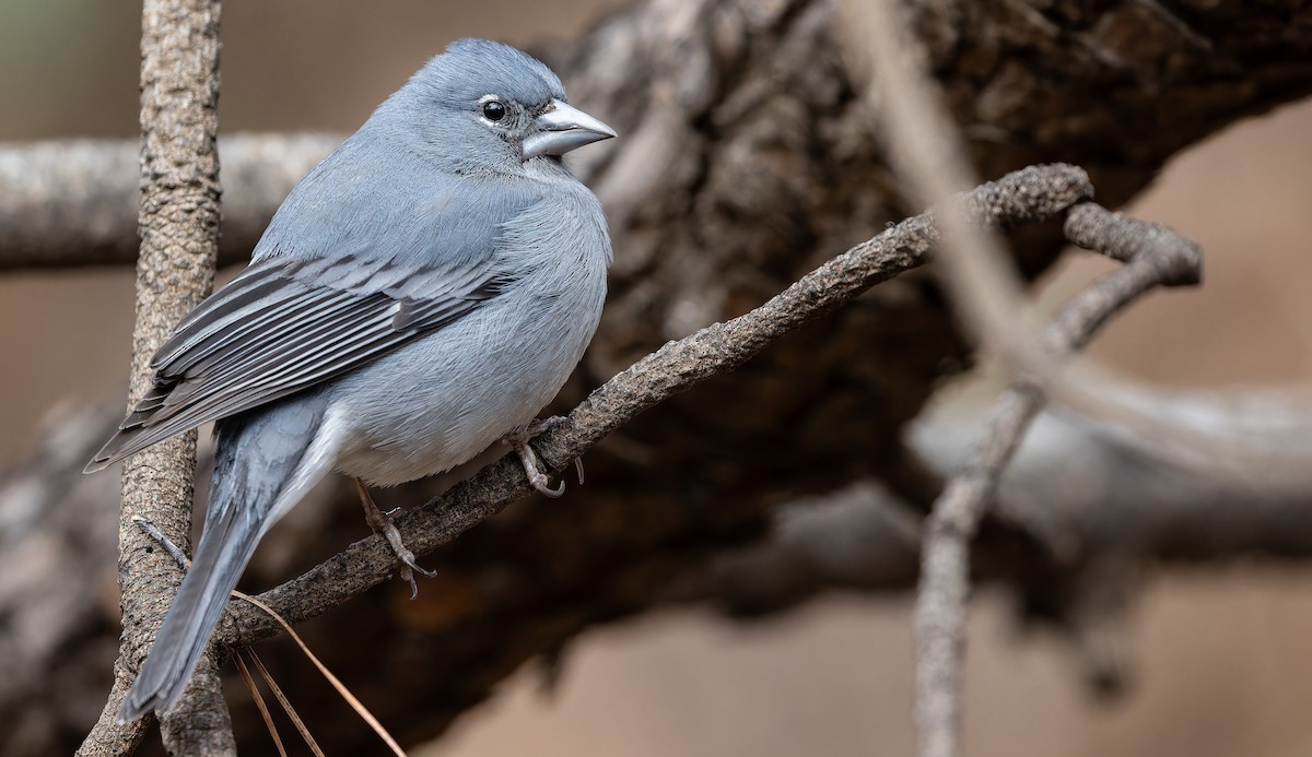 Tenerife Blue Chaffinch - ML616629333