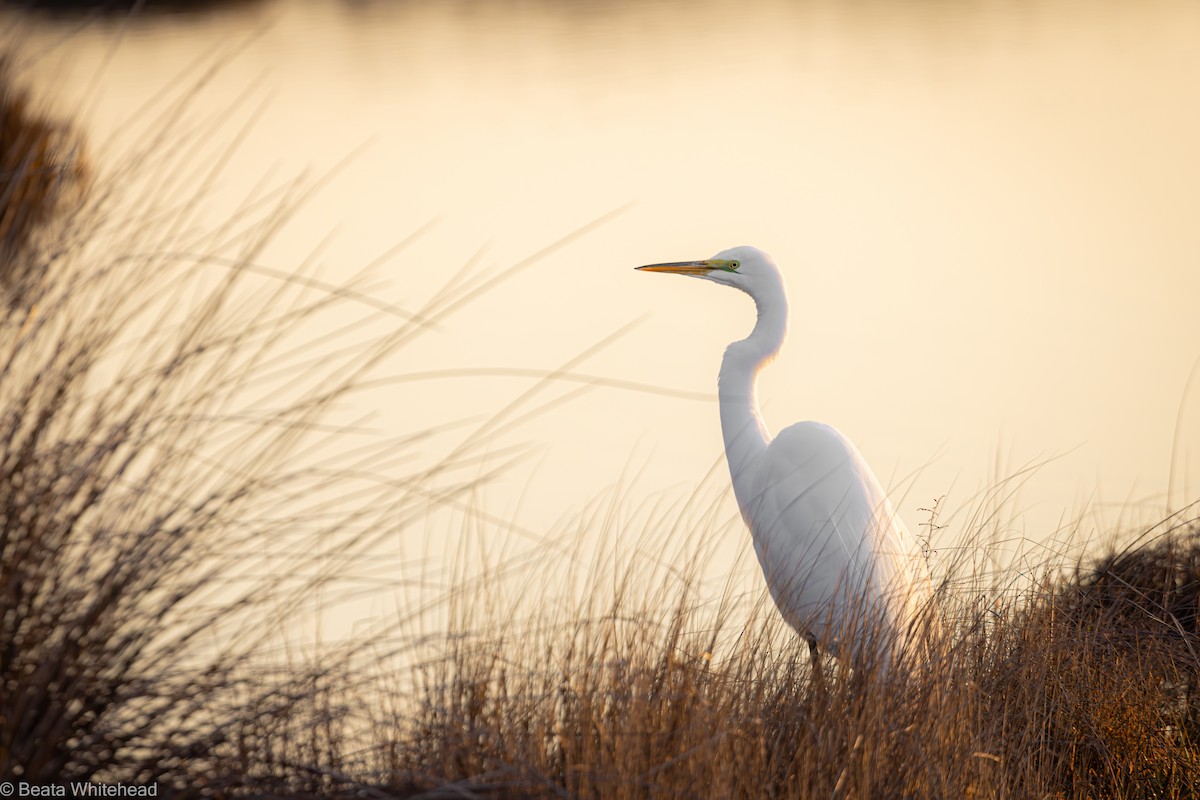 Great Egret - Beata Whitehead