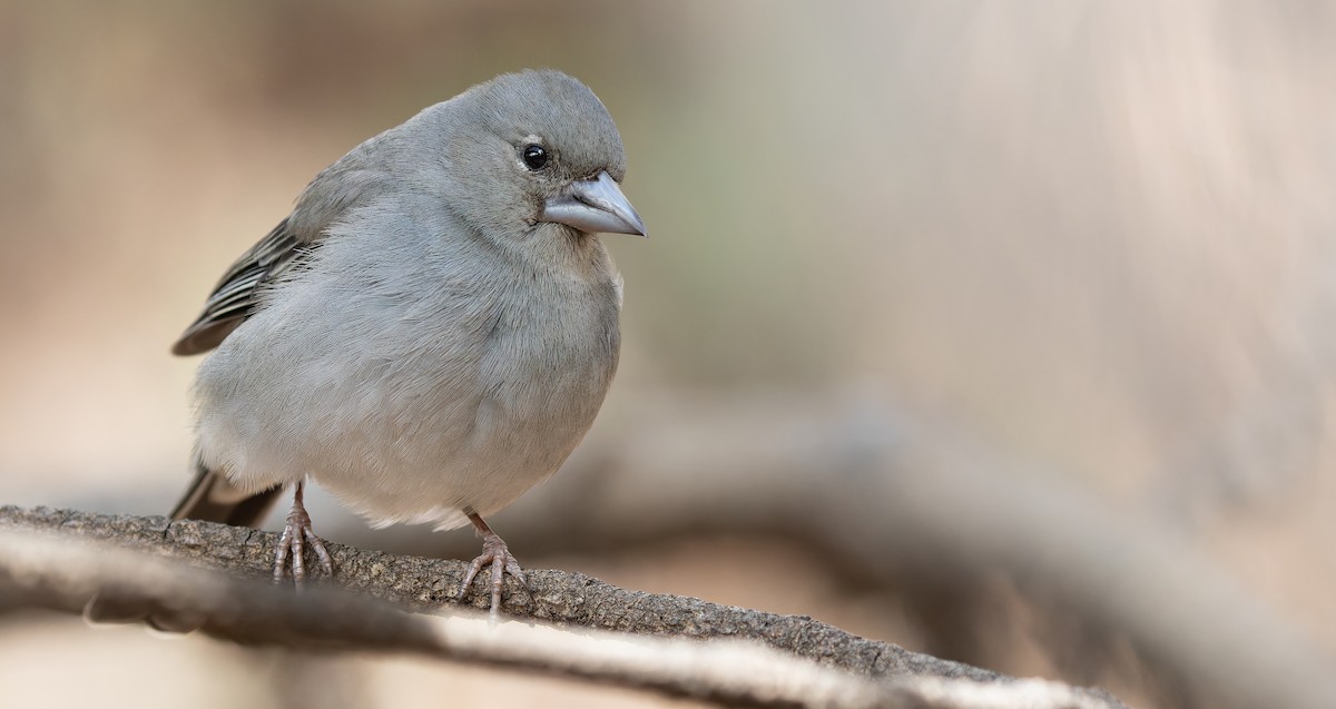 Tenerife Blue Chaffinch - ML616629341