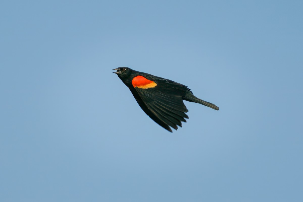 Red-winged Blackbird - ML616629368