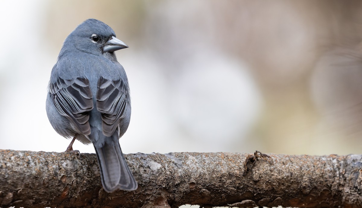 Tenerife Blue Chaffinch - ML616629388