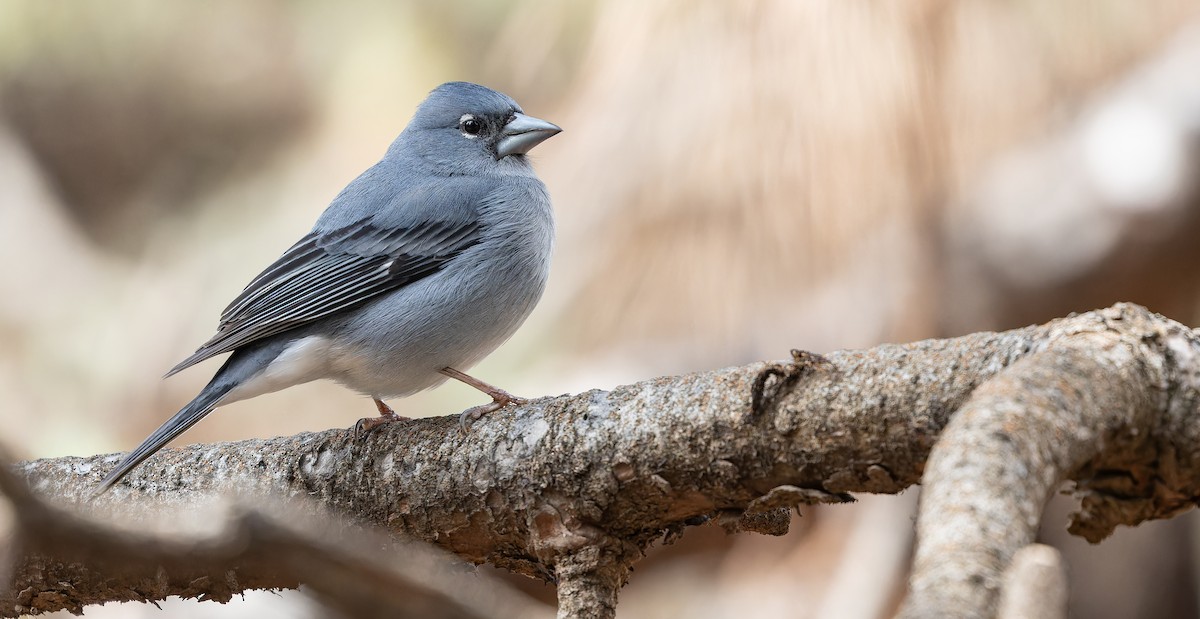 Tenerife Blue Chaffinch - ML616629397