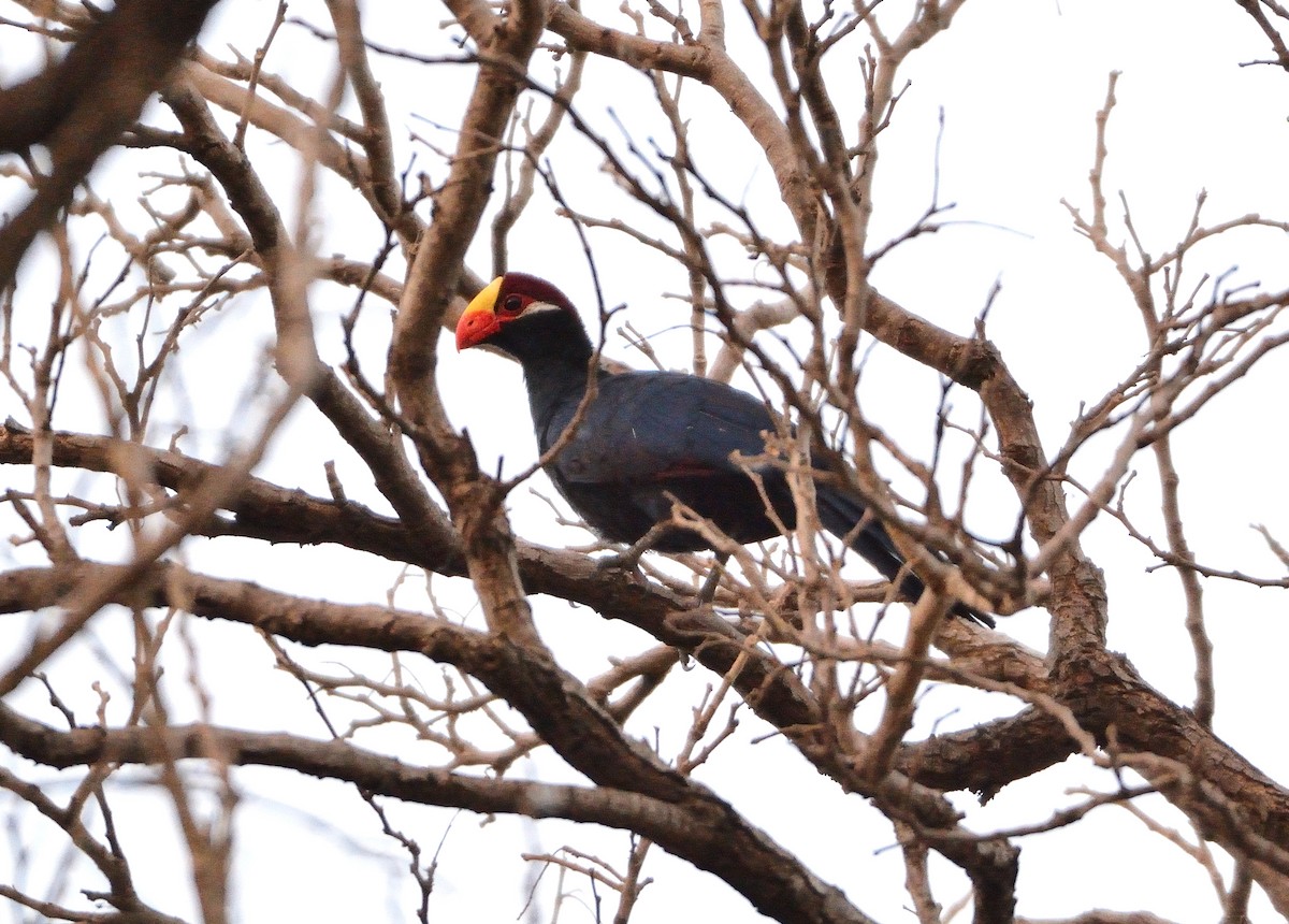 Turaco Violáceo - ML616629474